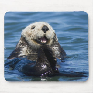 Kalifornischer Seeotter (Enhydra lutris) putzt sic Mousepad