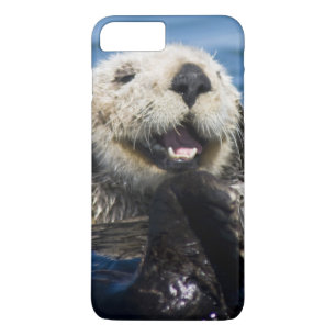 Kalifornischer Seeotter Enhydra lutris) putzt sich Case-Mate iPhone Hülle