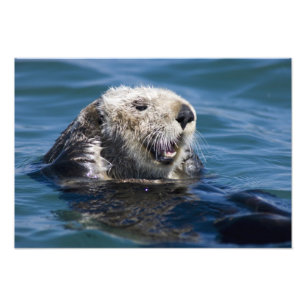 Kalifornischer Seeotter Enhydra lutris) putzt sich Fotodruck