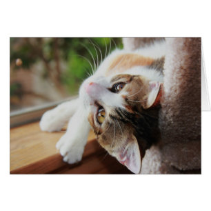 Kaliko auf dem Windowsill, wertvolle