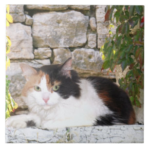 Kaliko im Steinfenster Fliese