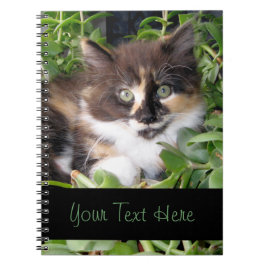 Kaliko-Kätzchen-Notizbuch Notizblock