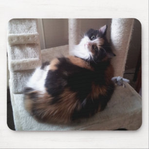 Kaliko-Katze auf Katzen-Baum Mousepad