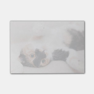 Kaliko-Katze, die zurück auf seine mit den Tatzen Post-it Klebezettel