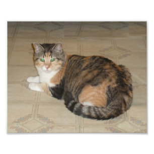 Kaliko-Katze Fotodruck