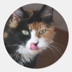 Kaliko-Katze Runder Aufkleber