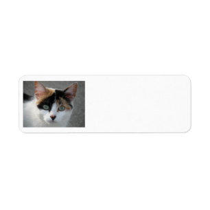Kaliko-Katzen-Adressen-Etiketten