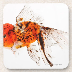 Kaliko lionhead Goldfisch (Carassius auratus). Getränkeuntersetzer