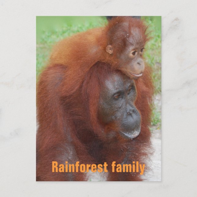 Kalimantan Indonesia Rainforest Family Postkarte (Vorderseite)