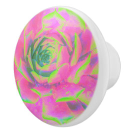 Kalkgrün und rosa Sukkulent Sedum Rosette Keramikknauf