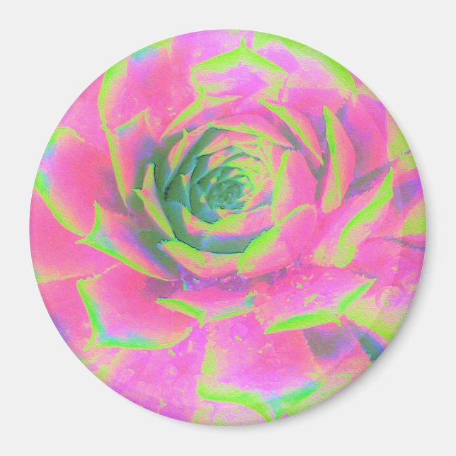 Kalkgrün und rosa Sukkulent Sedum Rosette Magnet (Vorne)