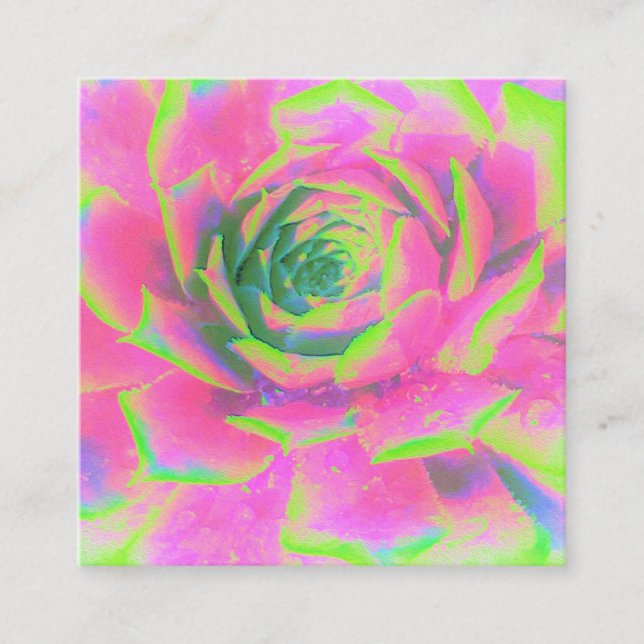 Kalkgrün und rosa Sukkulent Sedum Rosette Quadratische Visitenkarte (Vorderseite)
