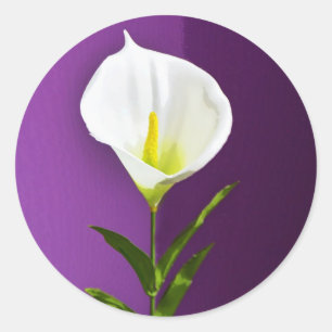 Kalla-Lilien-Blüte Runder Aufkleber