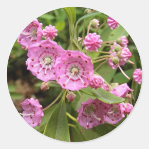 Kalmia 104 ~ Aufkleber