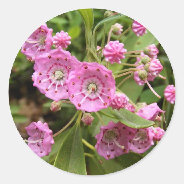 Kalmia 104 ~ Aufkleber (Vorderseite)