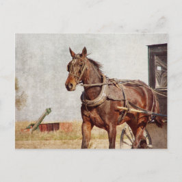 Kalona, amisches Pferd Iowas und Buggy Postkarte