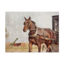 Kalona, amisches Pferd Iowas und Buggy