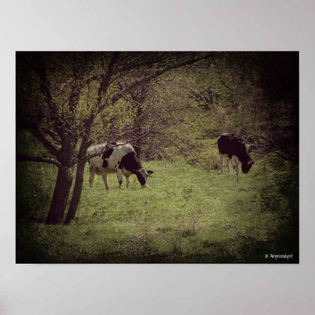 Kalona Dairy Cattle Poster (Vorne)