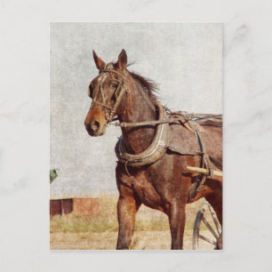 Kalona, Iowa-Abendross und Buggy Postkarte