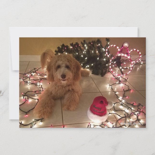Kalte Nase, warme Wünsche Labradoodle Weihnachtska (Vorderseite)