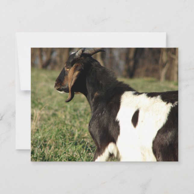 Kalvin (Vorderseite)