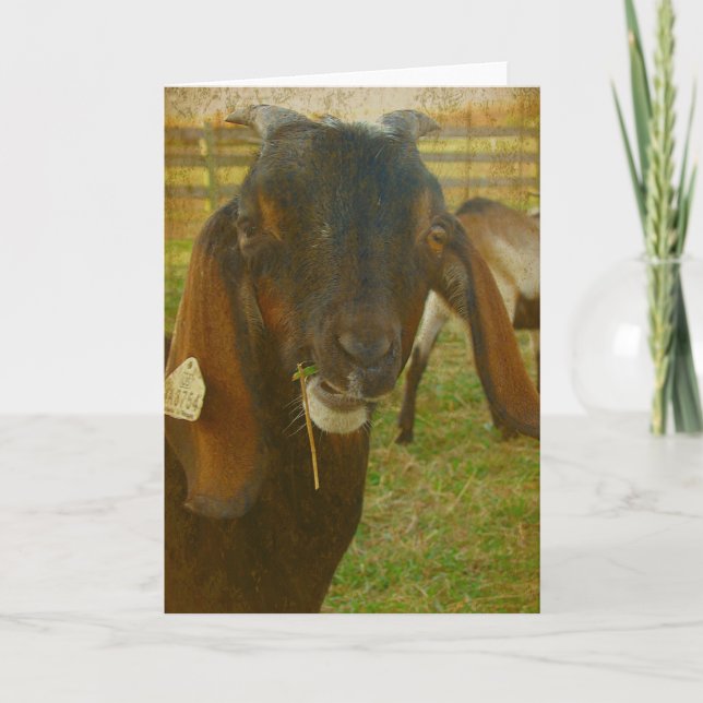 Kalvin Says Hallo Karte (Vorderseite)