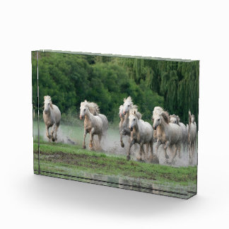 Kamargue Pferde laufen im Wasser Fotoblock