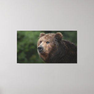Kamchatka Brown Bear Leinwanddruck