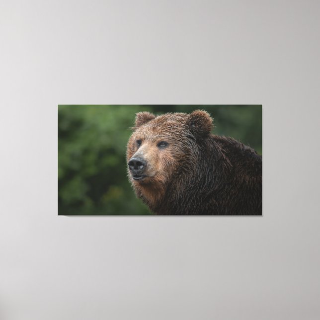 Kamchatka Brown Bear Leinwanddruck (Vorderseite)