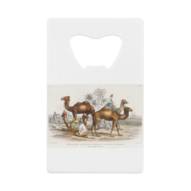 Kamel aus Bactrian, arabisches Kamel oder Dromedar Geldbeutel Flaschenöffner (Vorderseite)