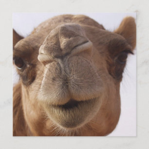 Kamel-Einladung Einladung