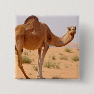 Kamel für Araber-quadratisches Button