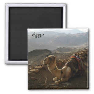 Kamel in Ägypten Magnet