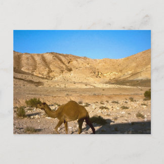 Kamel in der jüdischen Wüste Postkarte