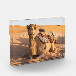 Kamel in der Oman-Wüste Fotoblock
