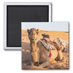 Kamel in der Oman-Wüste Magnet