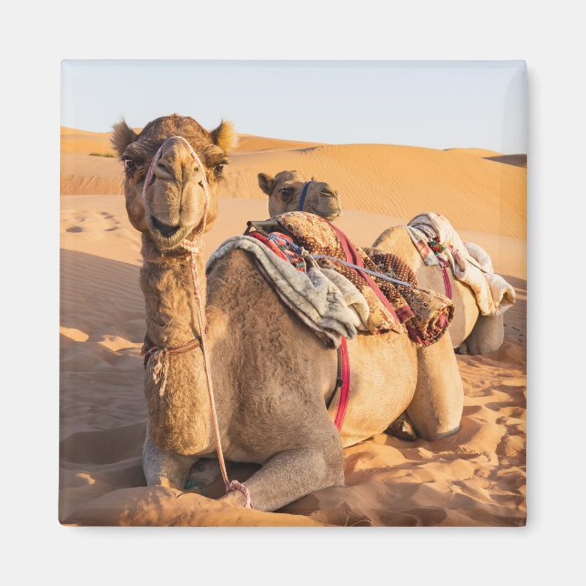 Kamel in der omanischen Wüste Magnet (Vorne)