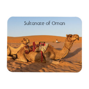 Kamel in der omanischen Wüste Magnet