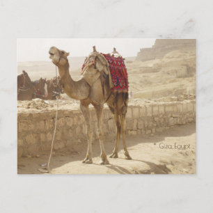Kamel in Gizeh Ägypten Postkarte