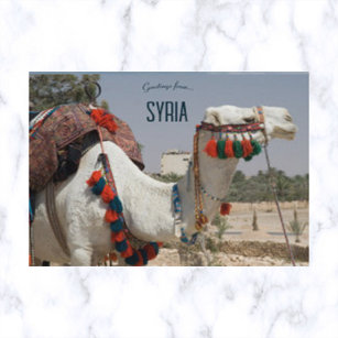 Kamel in Syrien Postkarte