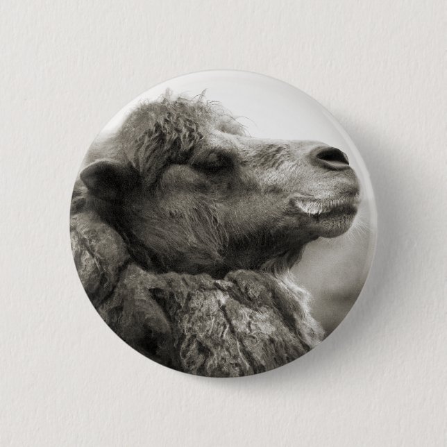 Kamel-Knopf Button (Vorderseite)