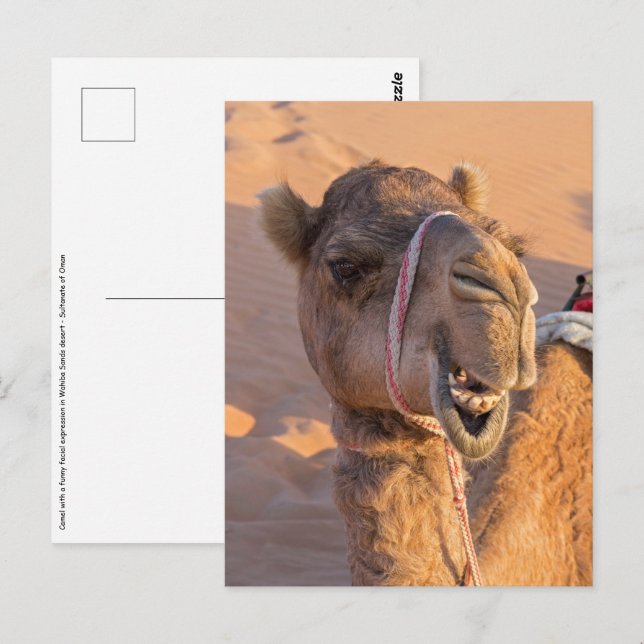 Kamel mit lustigem Gesichtsausdruck - Oman Postkarte (Vorne/Hinten)