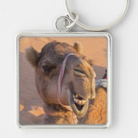 Kamel mit lustigem Gesichtsausdruck - Oman