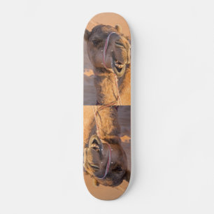 Kamel mit lustigem Gesichtsausdruck - Oman Skateboard