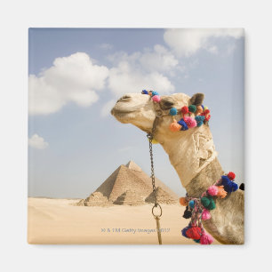 Kamel mit Pyramiden Giseh, Ägypten Magnet