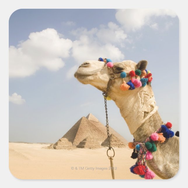 Kamel mit Pyramiden Giseh, Ägypten Quadratischer Aufkleber (Vorderseite)
