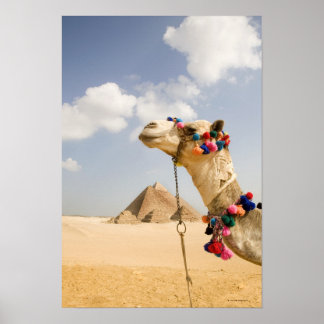 Kamel mit Pyramids Gizeh, Ägypten Poster