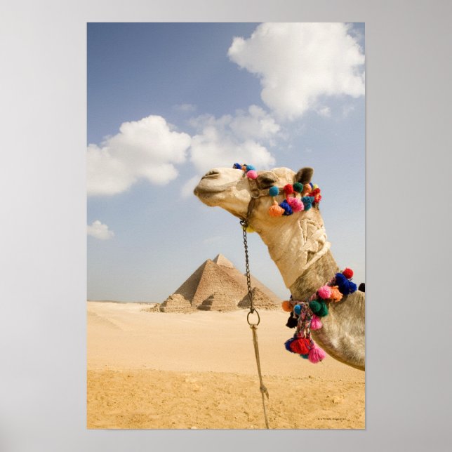 Kamel mit Pyramids Gizeh, Ägypten Poster (Vorne)