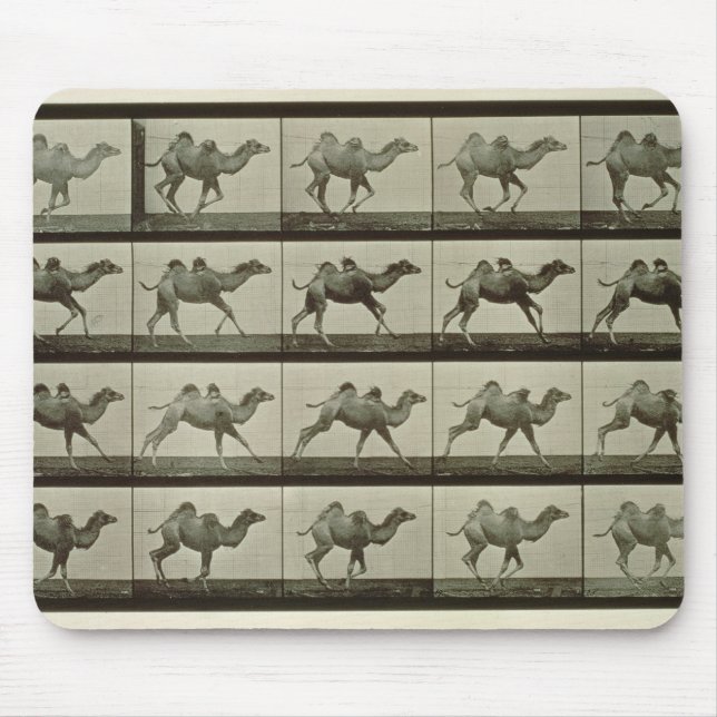 Kamel, Platte "von der Tierbewegung", 1887 (b/W.P. Mousepad (Vorne)