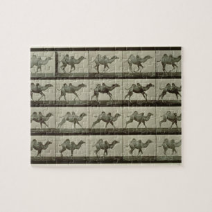 Kamel, Platte "von der Tierbewegung", 1887 (b/W.P. Puzzle